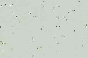 Линолеум Forbo Sphera Energetic 50233 swedish grey фото  | FLOORDEALER